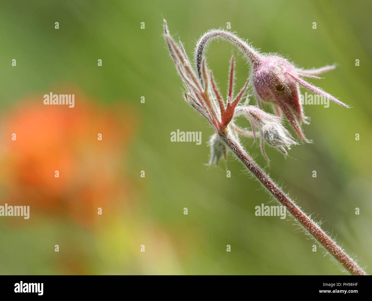 Zarte Blume details Stockfoto