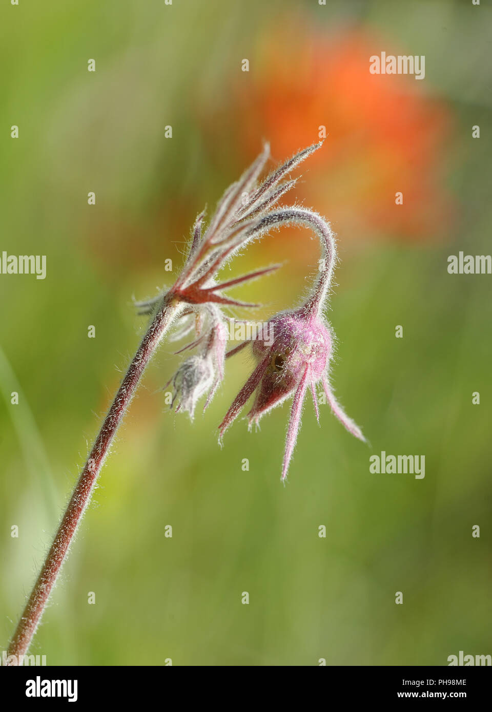 Zarte Blume details Stockfoto