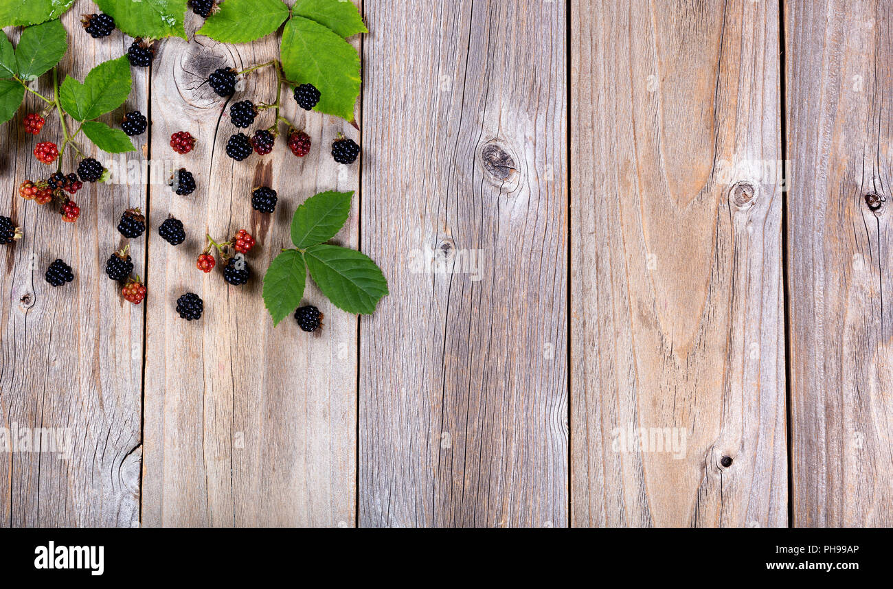 Organische wilden Brombeeren und treibt auf rustikalen hölzernen Brettern Stockfoto