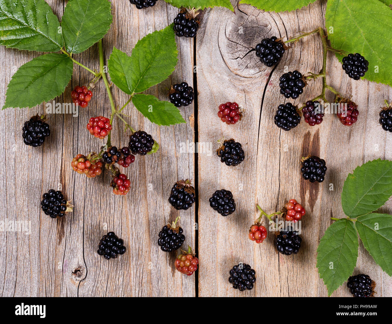 Organische wilden Brombeeren auf rustikalen hölzernen Brettern Stockfoto
