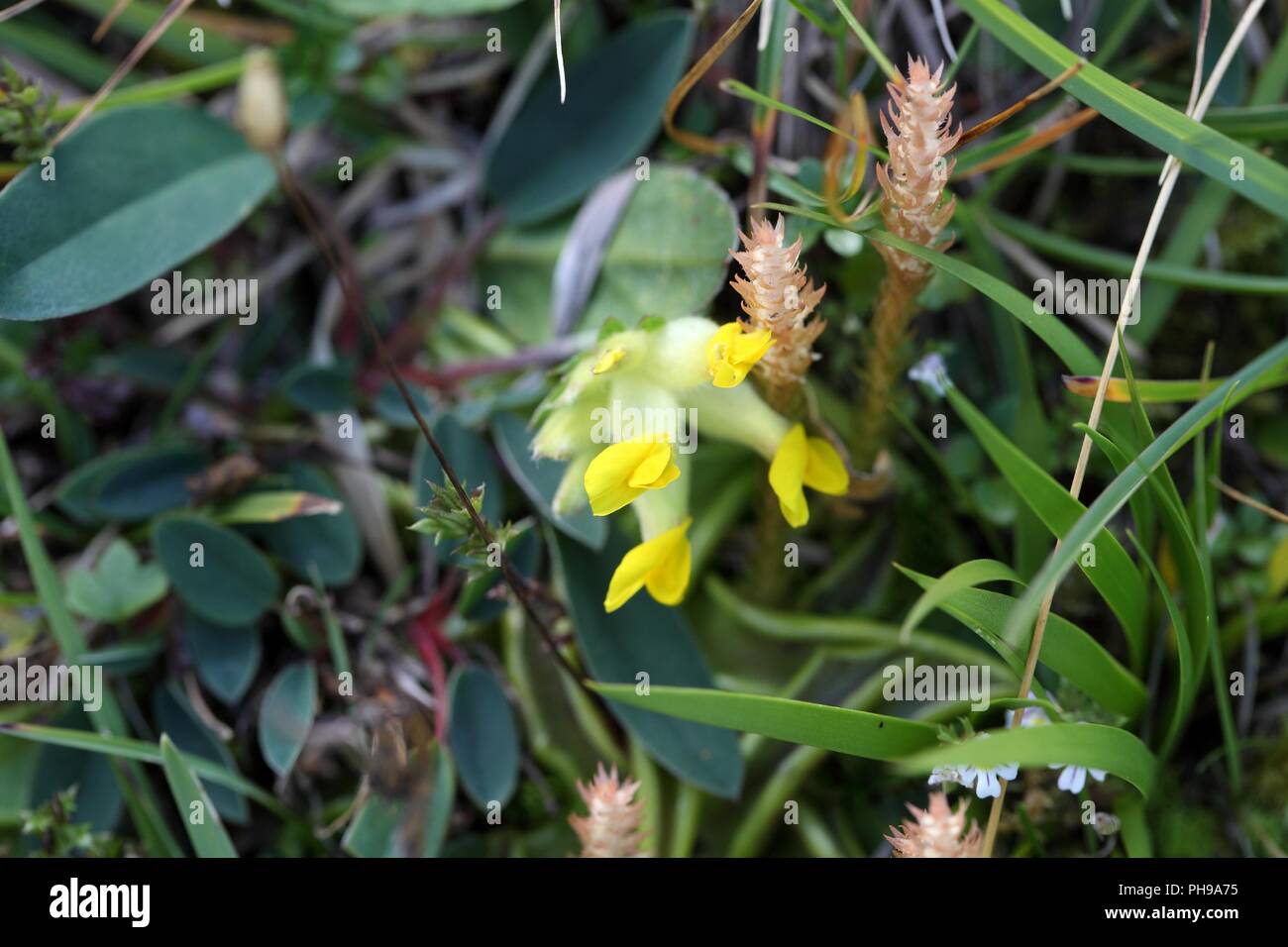 Alpine woundwort (Wundklee vulneraria Subspezies. alpicola) Stockfoto