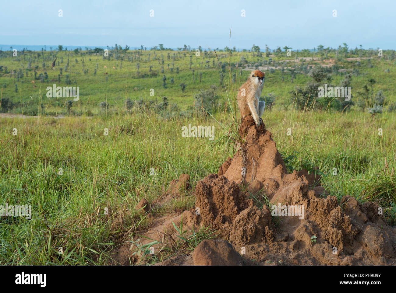 Affe sitzt auf einem Ameisenhaufen Stockfoto