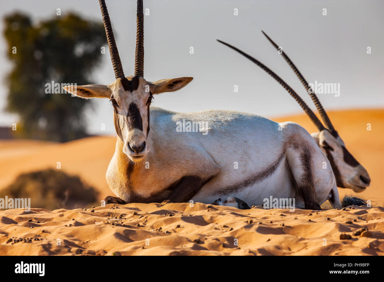 Oryx in Dubai Wüste Stockfoto