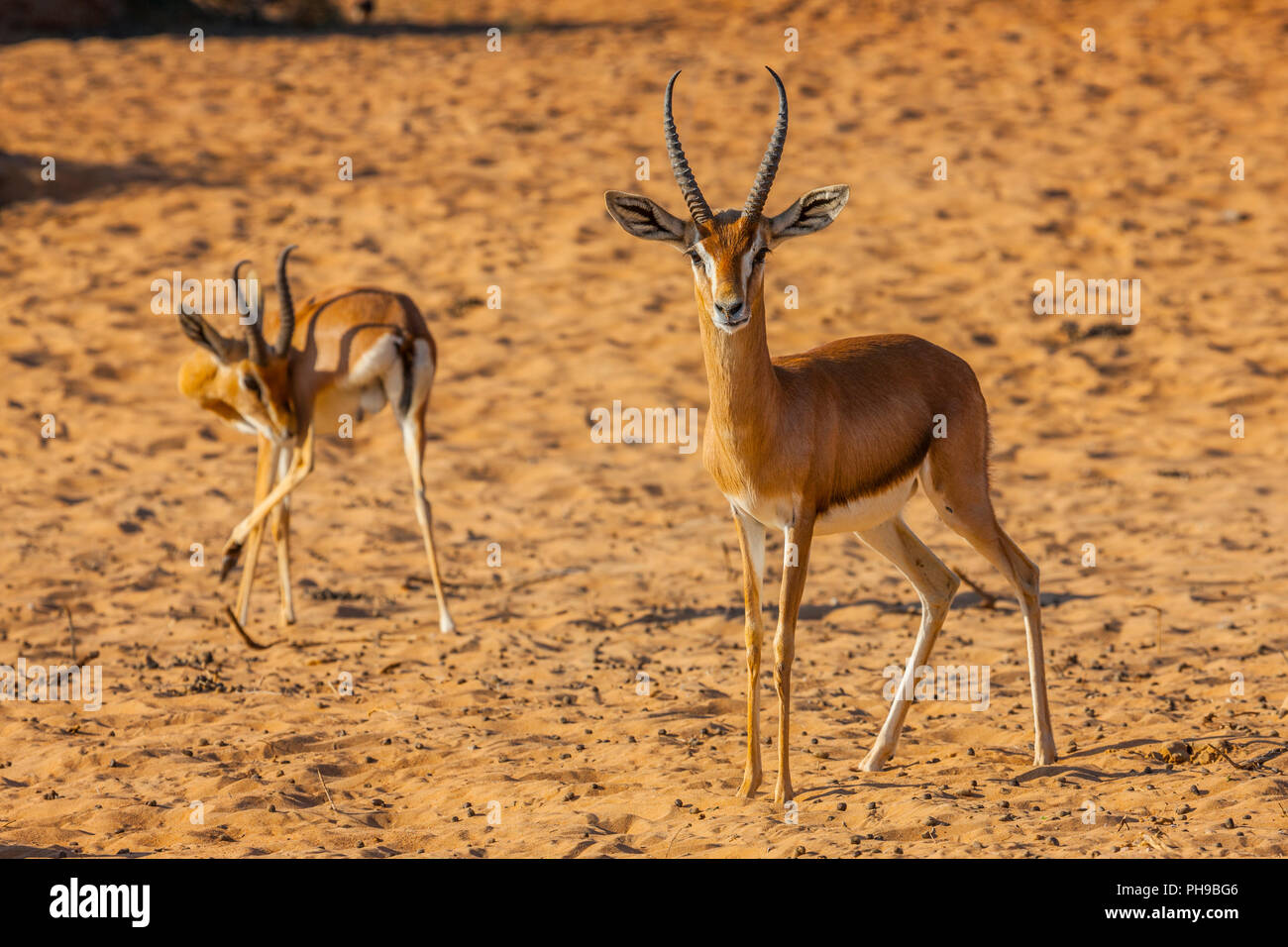 Arabische Gazelle Stockfoto