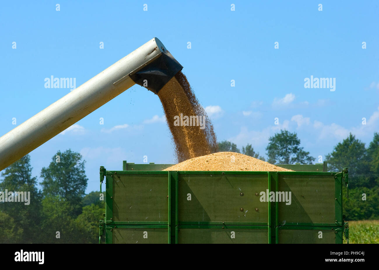 Die Leitung von einem Mähdrescher wird auf die Lagerung der geernteten Getreide in einen Anhänger Stockfoto