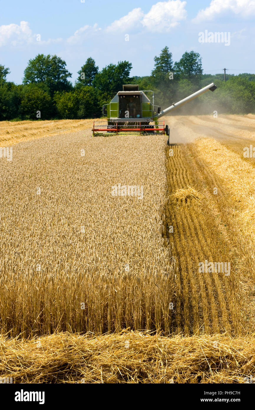 Ein Mähdrescher Maschine beschäftigt sich mit der Ernte das Getreide im summr in Deutschland Stockfoto
