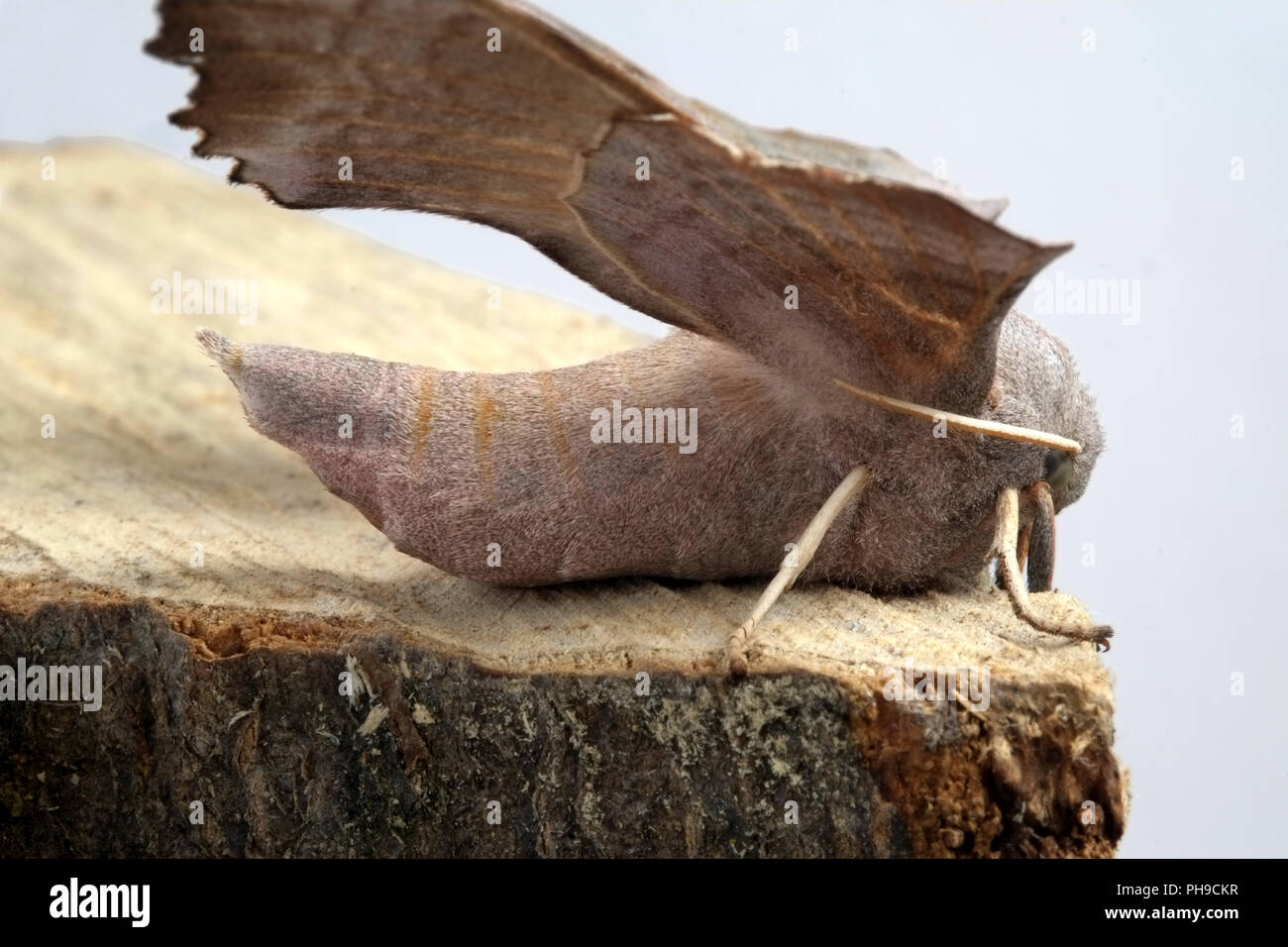 Pappel-Hawk-moth Stockfoto