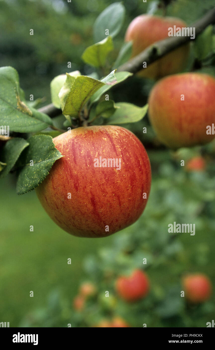 Reife äpfel auf einem Zweig Stockfoto