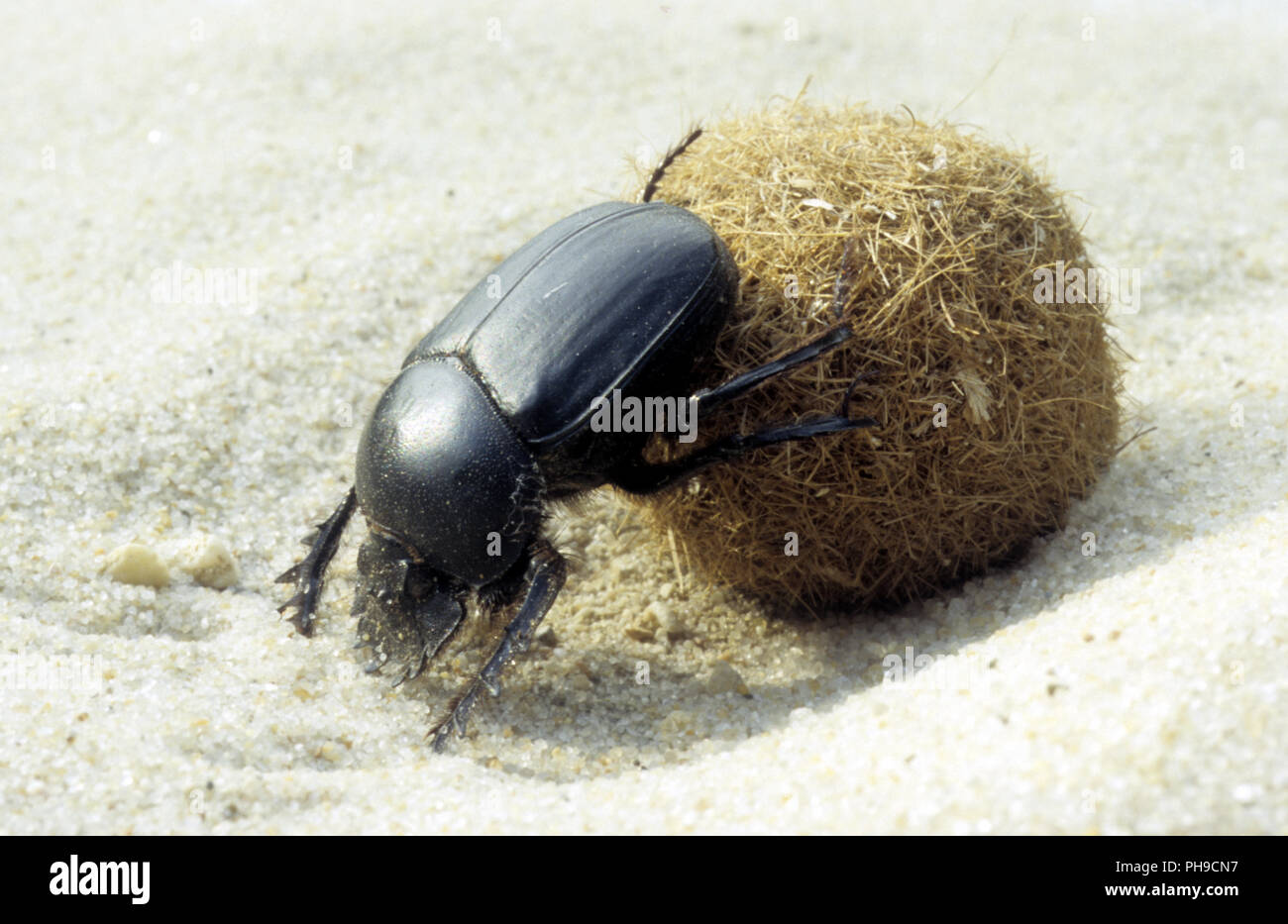 Scarabäus käfer scarabaeus sacer Fotos und Bildmaterial in hoher Auflösung Alamy