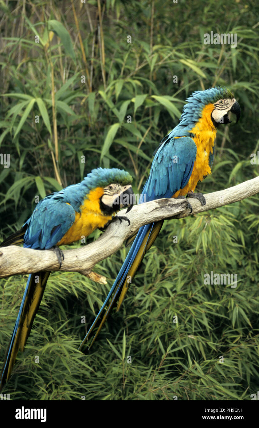 Papageien Stockfoto