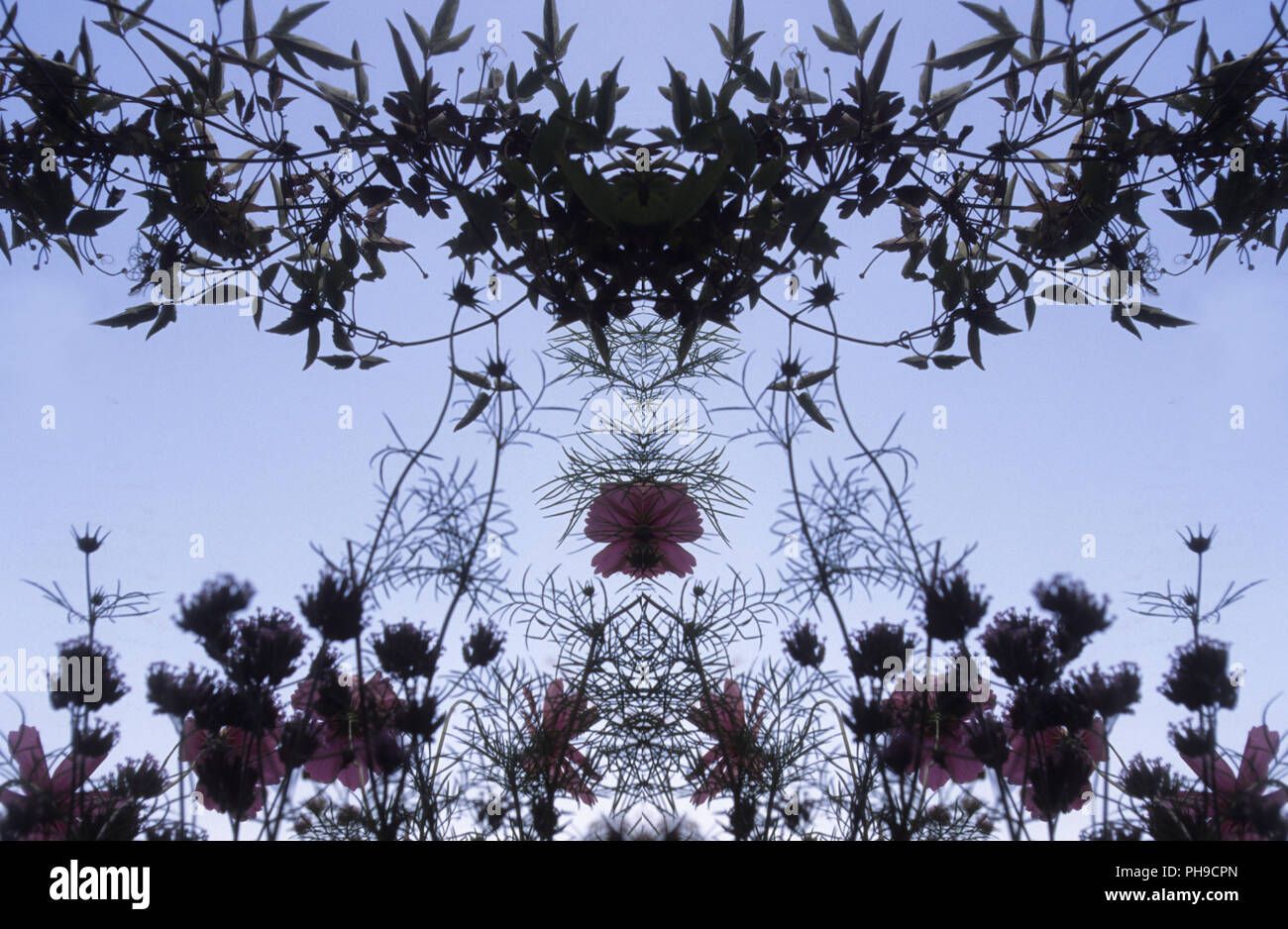 Blumenranken Und Blatt Ranken Stockfotografie Alamy