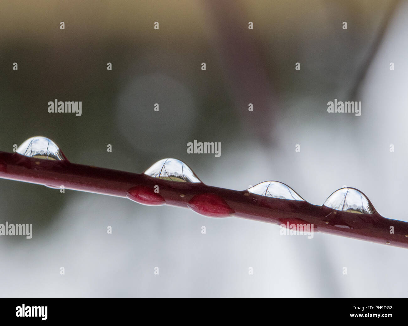 Farbe outdoor Makro Bild von vier Regen fällt auf einen roten Baum auf eine Wiese und Bäume mit einem natürlichen unscharfen Hintergrund als Kopie Raum Stockfoto