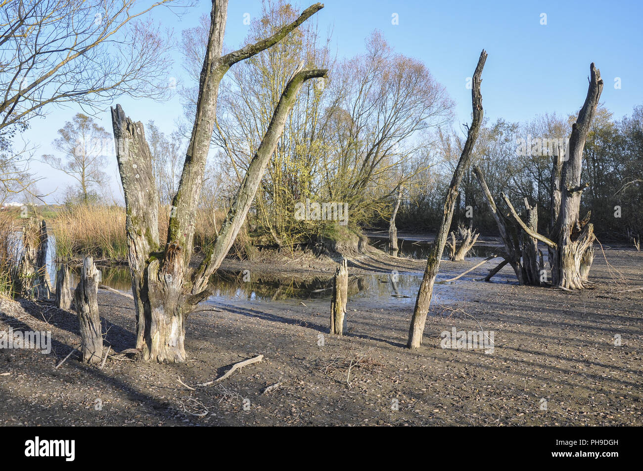 Austrocknen Teich in der Nähe von Schwäbisch Hall, Deutschland Stockfoto