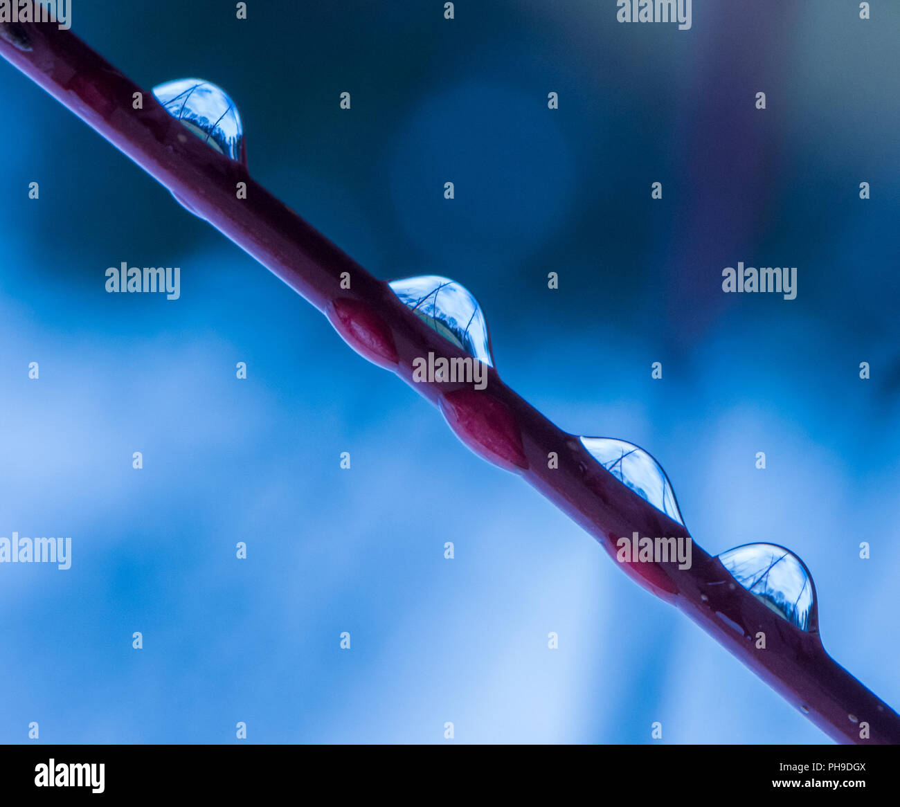 Farbe outdoor Makro Bild von vier Regen fällt auf einen roten Baum auf eine Wiese und Bäume mit einem blauen verschwommenen Hintergrund als Kopie Raum Stockfoto