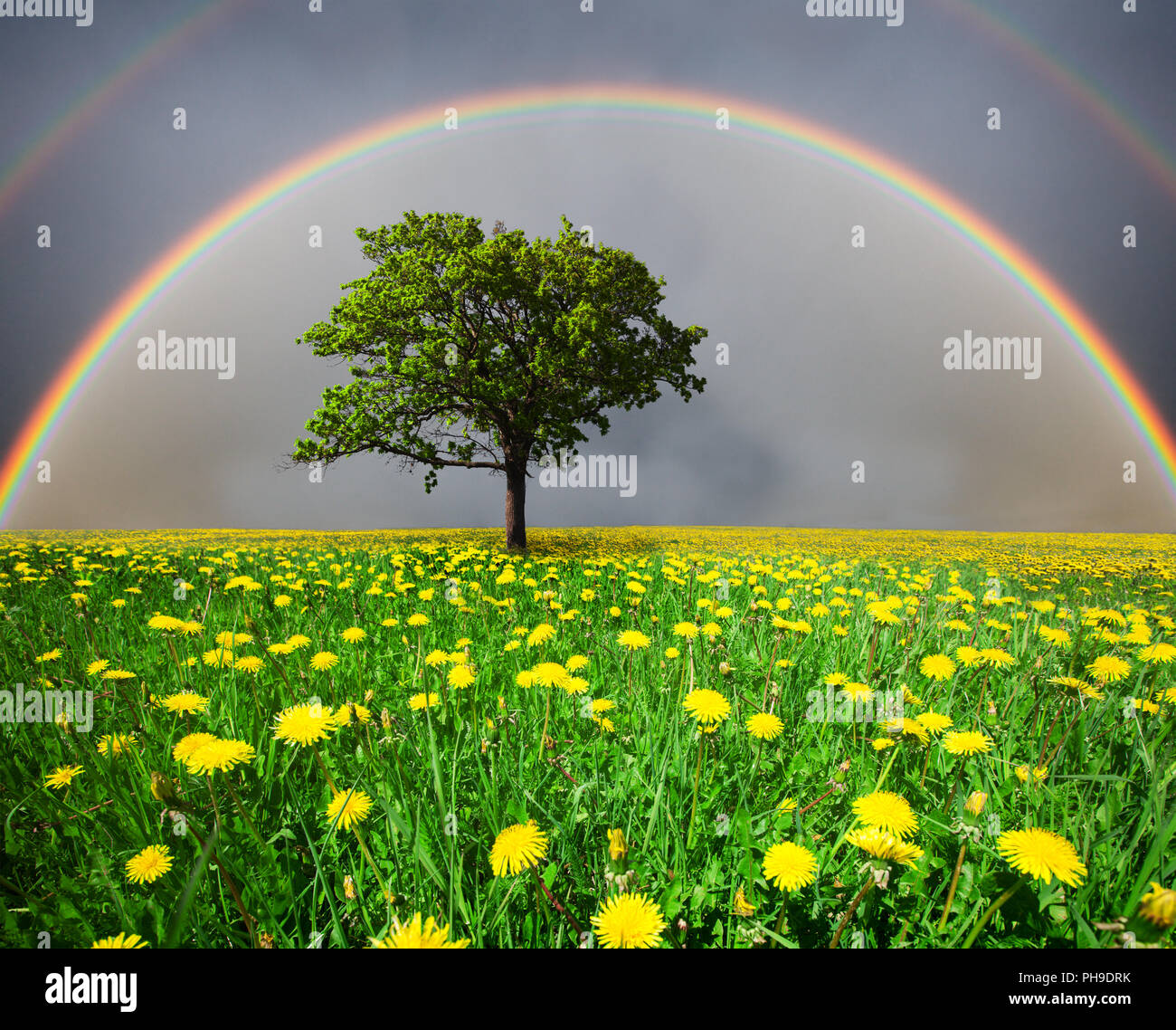 Löwenzahn-Feld und Baum unter bewölktem Himmel mit Regenbogen Stockfoto