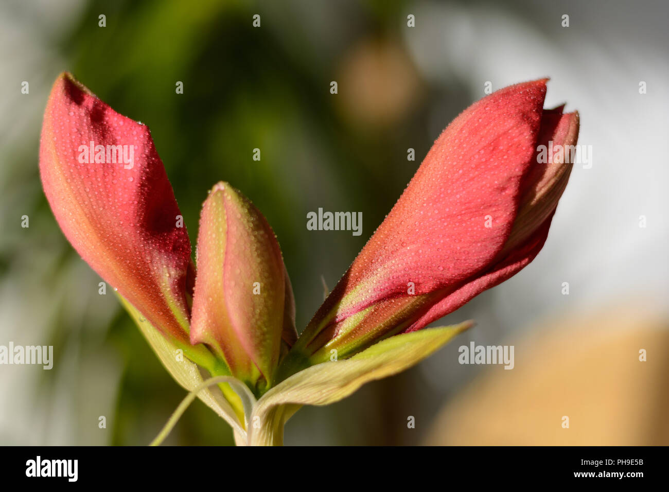 Helle Blüten der roten Amaryllis - close-up Stockfoto