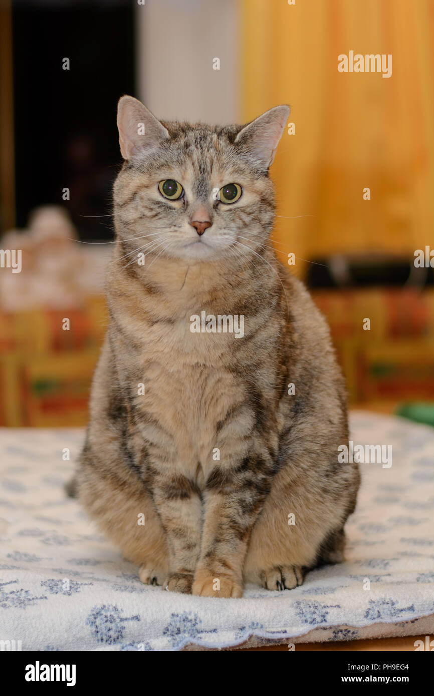 Dominante graue Katze aufmerksam Sitzen am Tisch Stockfoto