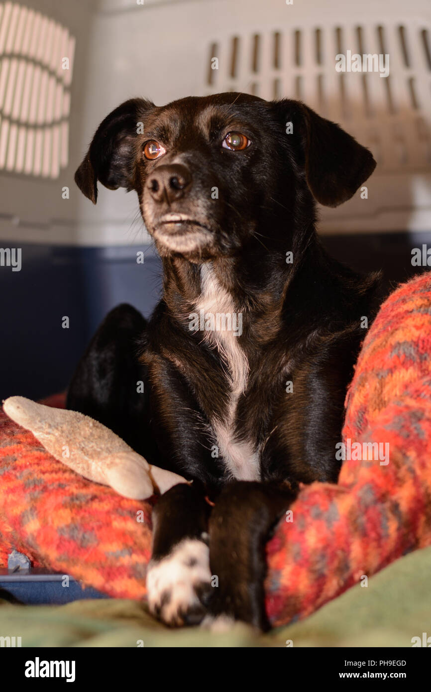 Großen schwarzen Hund in seinem hundebett Stockfoto