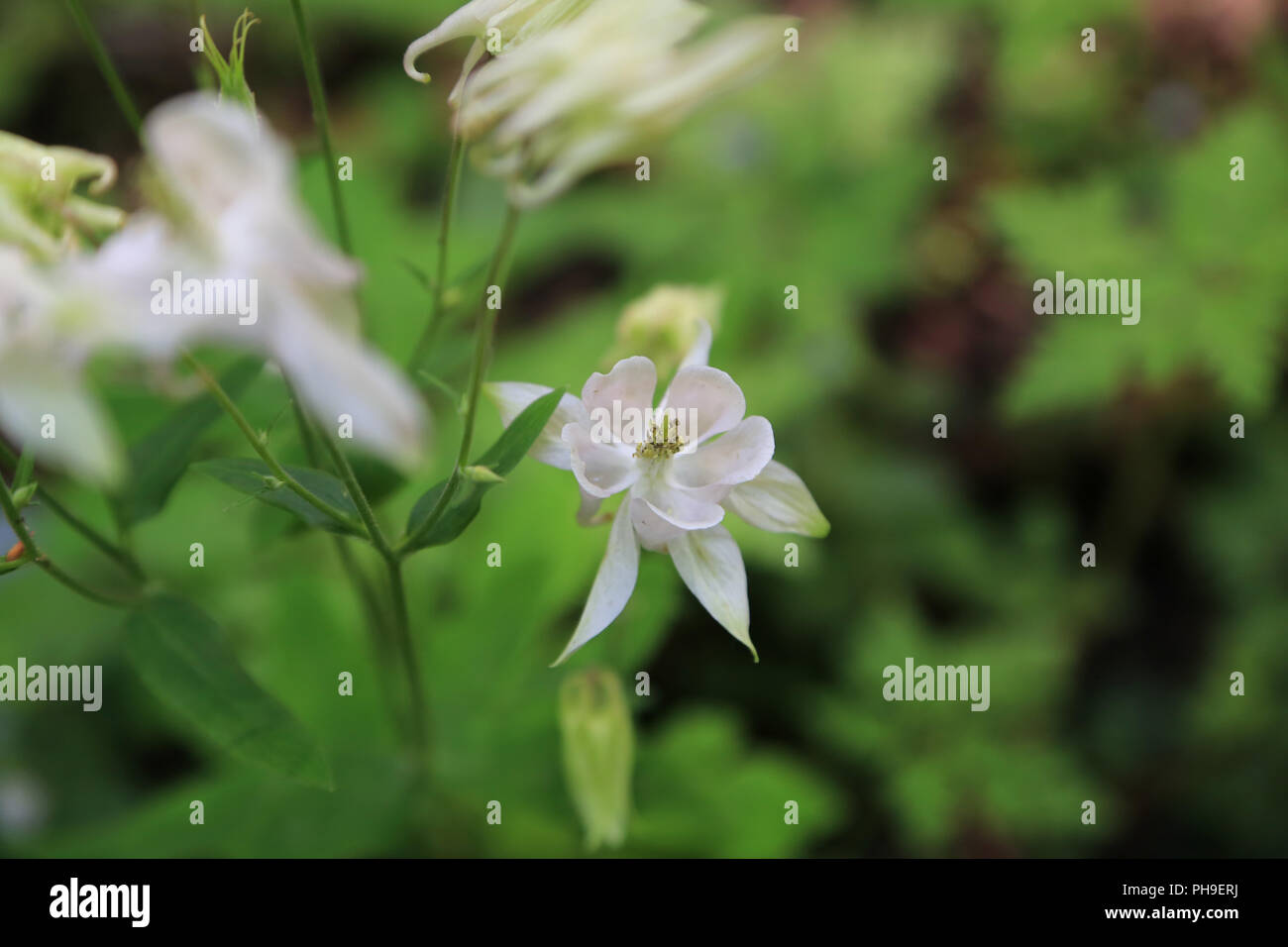 Gemeinsamen Akelei, Aquilegia vulgaris Stockfoto