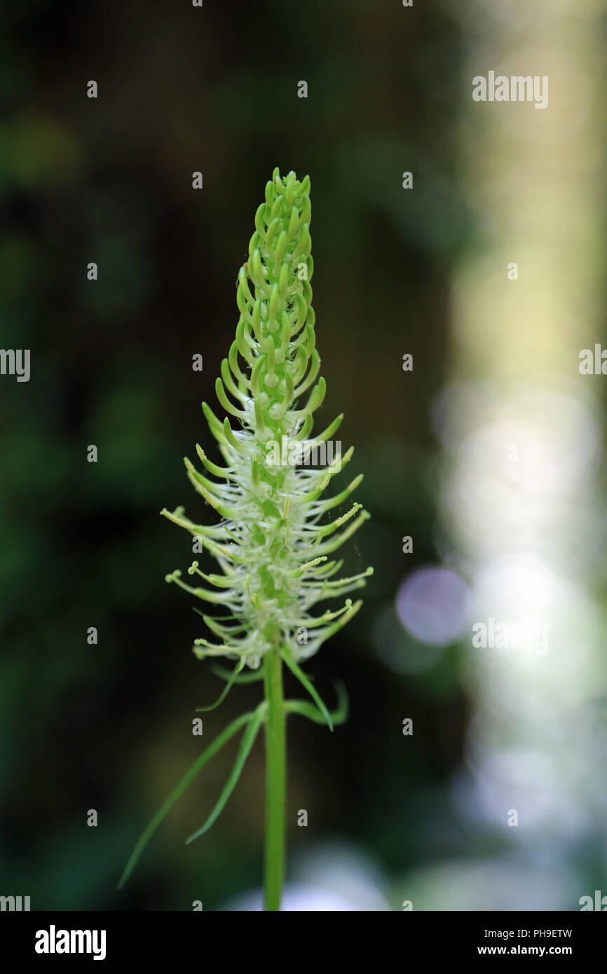 Phyteuma spicatum ährentragend Rapunzeln, Stockfoto