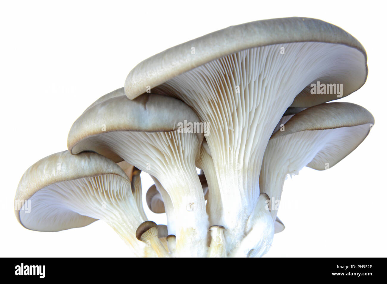 Austernpilz (Pleurotus Ostreatus) Stockfoto