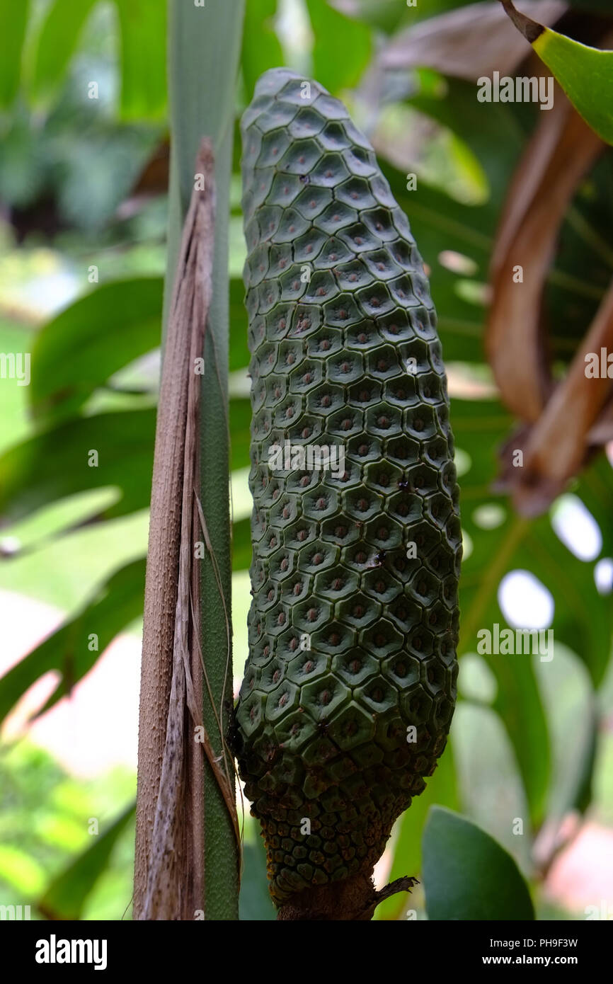 common milkweed plant Common Milkweed – Truelove Seeds main image 1