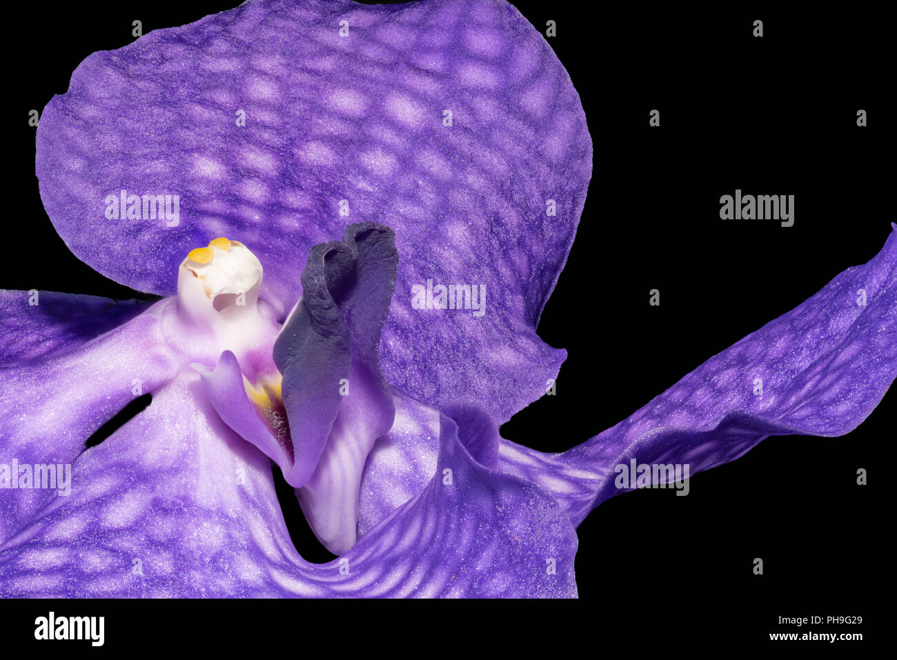Kunst stillleben blumen Farbe makro Bild des Inneren eines isolierten Violett Orchidee blühen auf schwarzen Hintergrund in Fantasy Malerei Stil Stockfoto