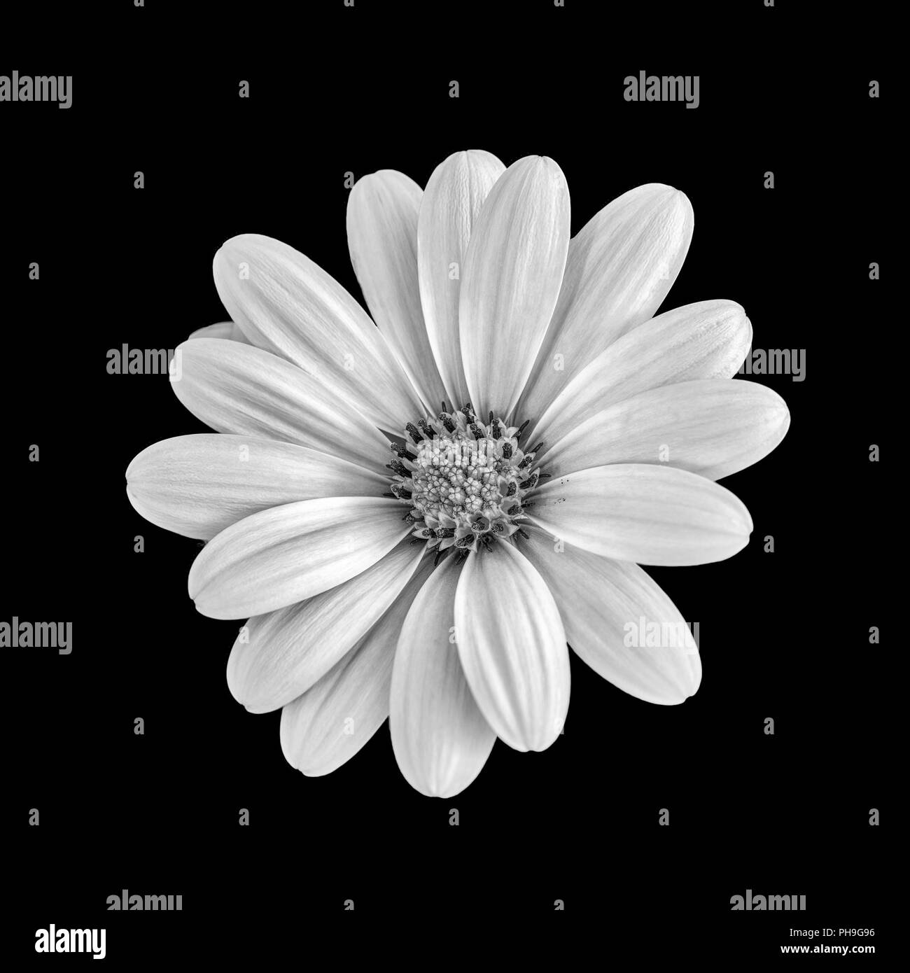 Kunst Stillleben Blume makro Schwarzweiß-Bild einer weit geöffnet blühende afrikanische Cape daisy/Marguerite Blume auf schwarzem Hintergrund Stockfoto