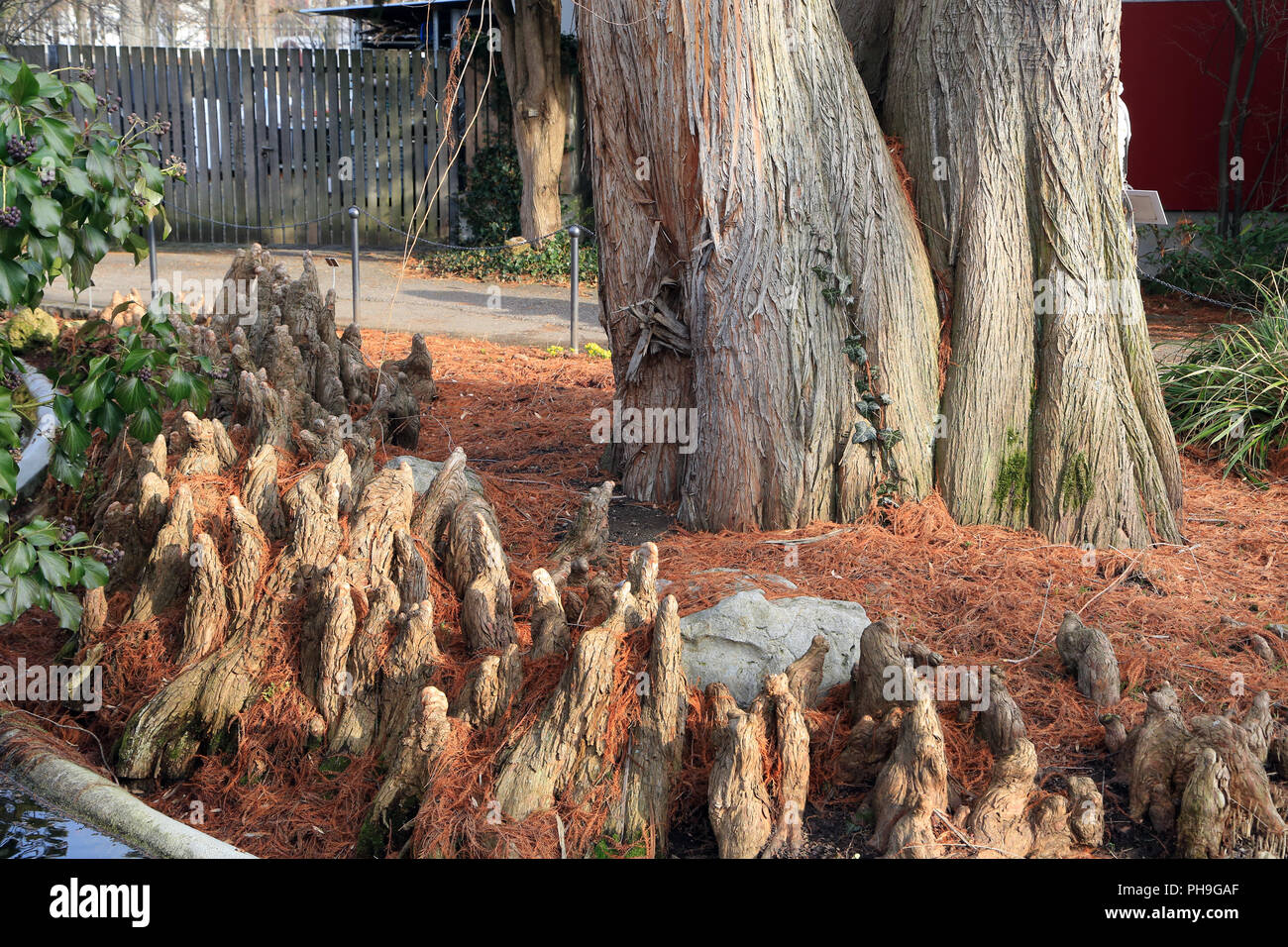 Cypress Knie von einem kahlen Zypresse, distichum Taxodium distichum Stockfoto