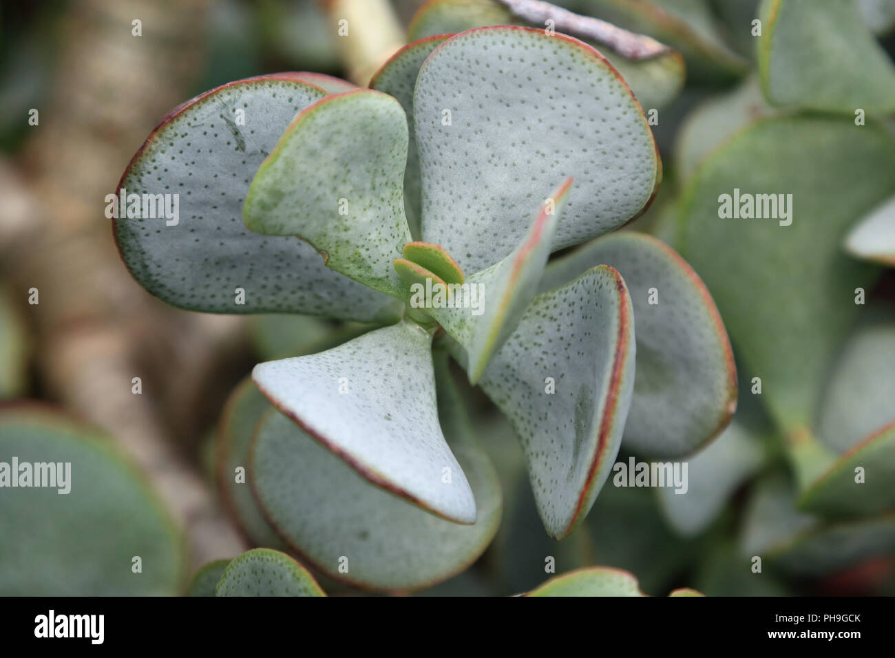 Silver Dollar Pflanze, Crassula arborescens Stockfoto