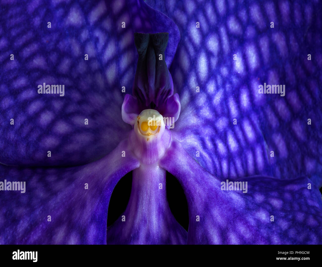 Surrealistische Kunst stillleben blumen Farbe makro Bild eines der Inneren eines isolierten dark blue orchid Blossom Stockfoto