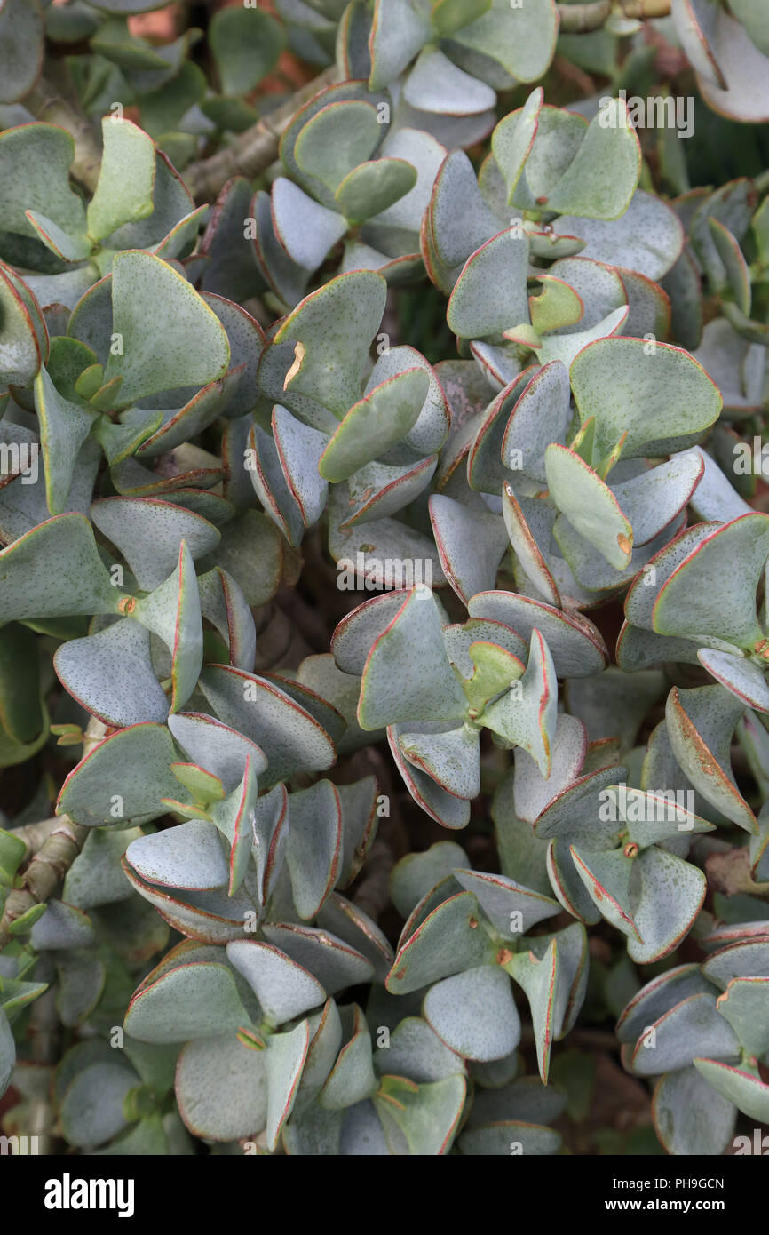 Silver Dollar Pflanze, Crassula arborescens Stockfoto