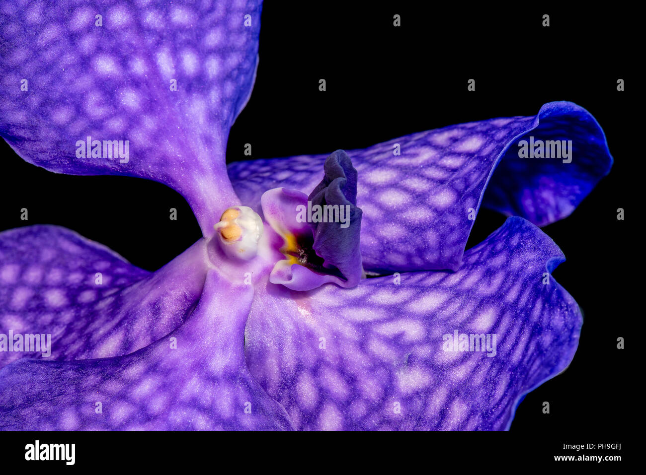 Surrealistische Kunst stillleben blumen Farbe makro Bild eines der Inneren eines isolierten dark blue orchid Blossom Stockfoto