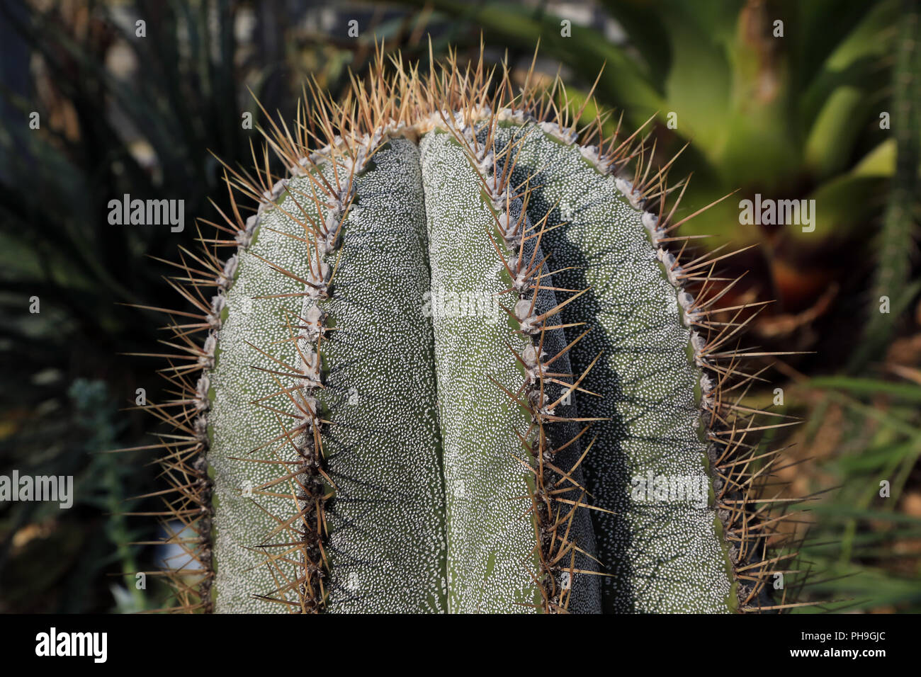 Kakteen Astrophytum ornatum Stockfoto