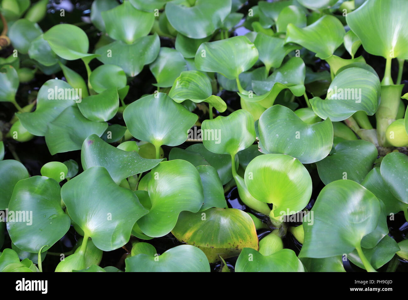 Eichhornia crassipes Wasserhyazinthe, Stockfoto