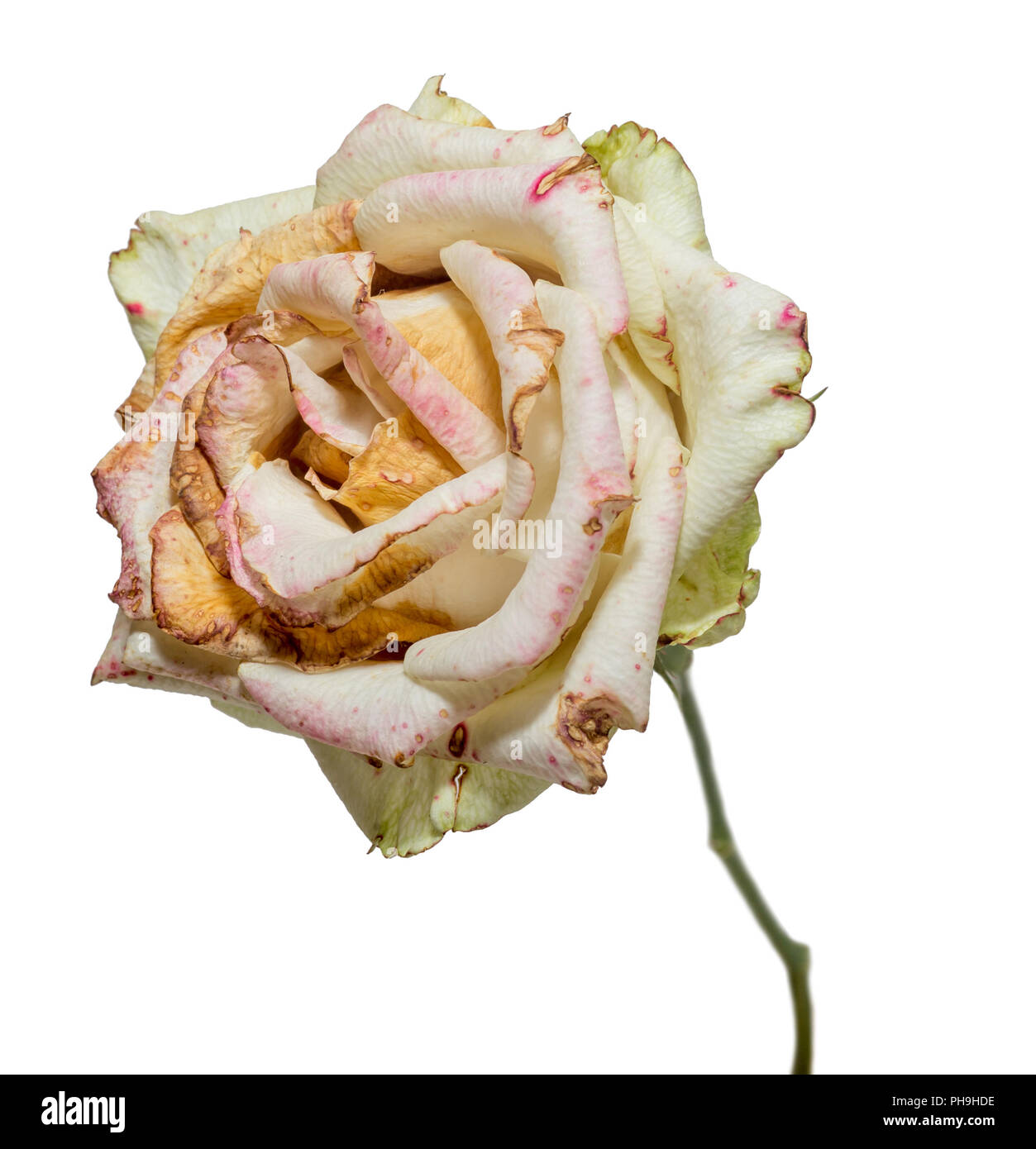 Verwelkt weiße Rose. Getrocknete Blumen, Trauer, Emotionen. Schlechte liebe Konzept. Auf weiß isoliert. Stockfoto