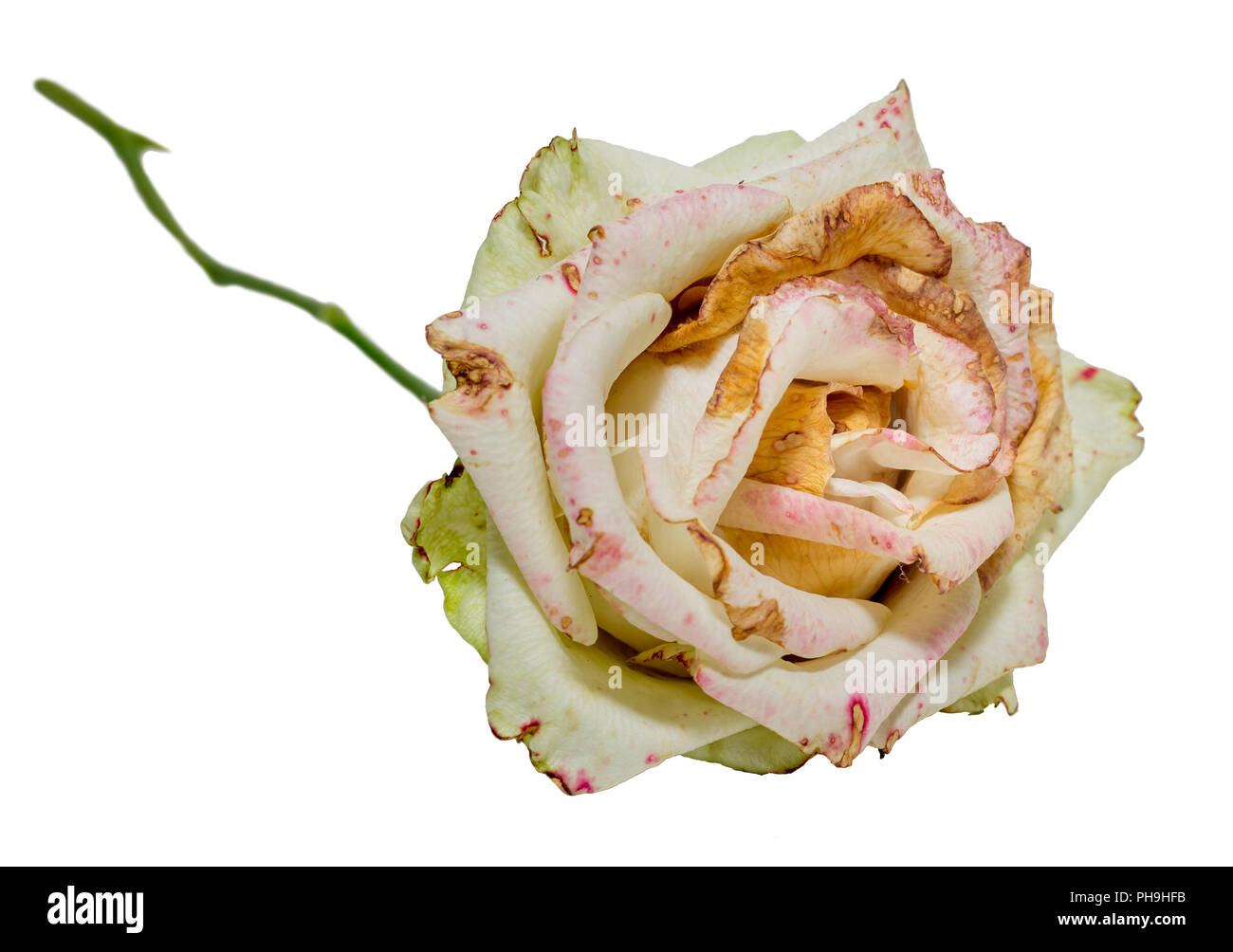 Verwelkt weiße Rose. Getrocknete Blumen, Trauer, Emotionen. Schlechte liebe Konzept. Auf weiß isoliert. Stockfoto
