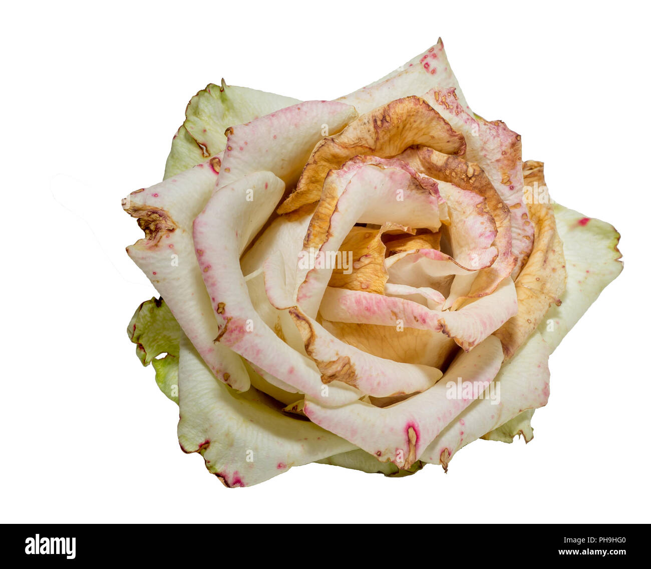 Verwelkt weiße Rose. Getrocknete Blumen, Trauer, Emotionen. Schlechte liebe Konzept. Auf weiß isoliert. Stockfoto