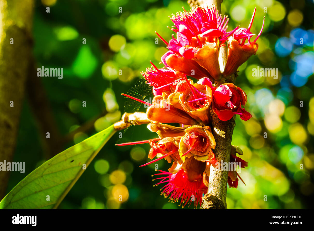 Pomelac Malay Apple Blumen Stockfoto