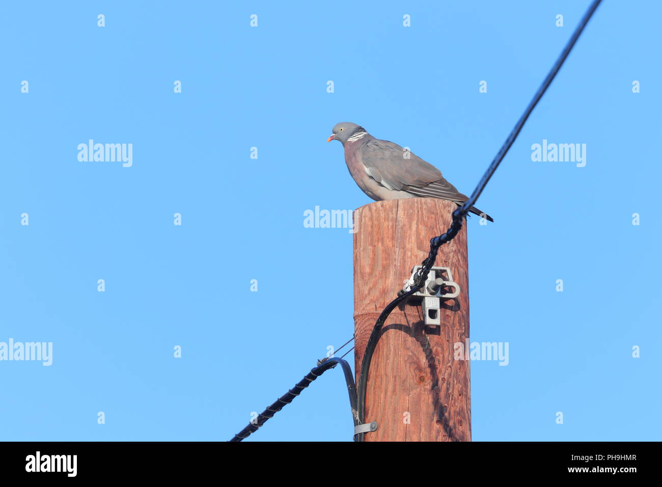 Ein woodpigeon ruht auf einem telegrafenmast an Fairburn Ings Stockfoto