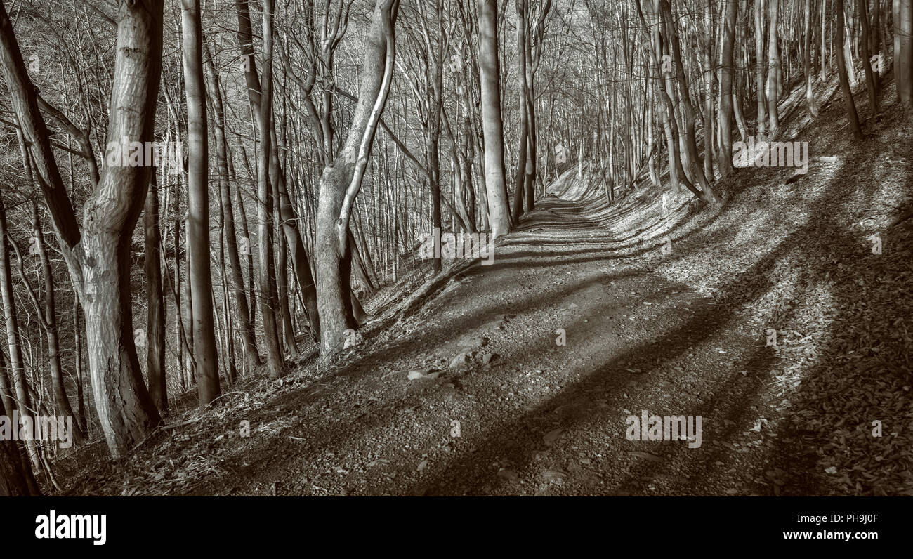 Wald weg im Dezember Stockfoto