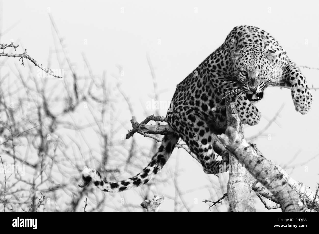 Wütend Leopard Stockfoto