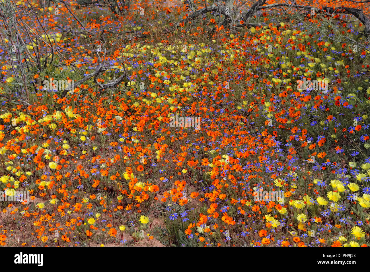 Blumen an Namaqua National Park Stockfoto