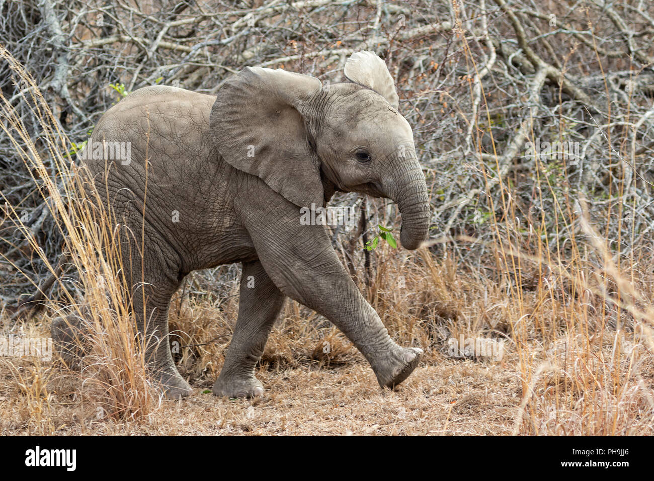 Baby Elefant im Kruger National Park Stockfoto