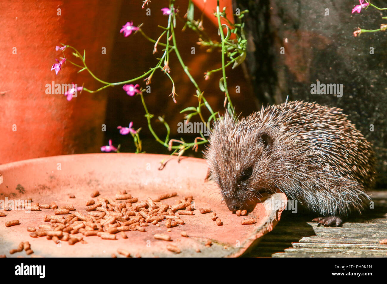 Native Englisch igel Babys oder hoglets, Essen in einem Vorort Garten nach Einbruch der Dunkelheit Stockfoto