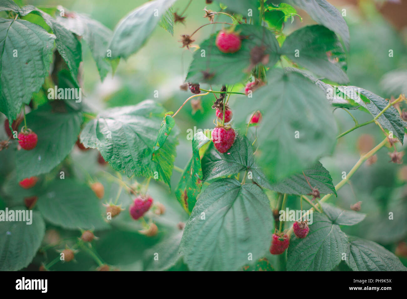 Rote Himbeere bush (Malus Mill) mit reifen Früchten im Organischen Garten. Stockfoto