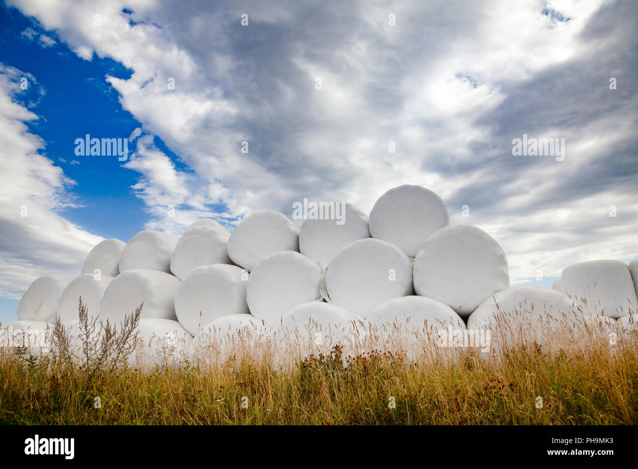 Stapel aus weißem Kunststoff verpackt Heuballen auf einem Feld im südlichen Norwegen Stockfoto