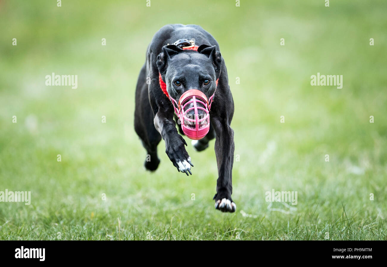 Ein Hund konkurriert während des Chatsworth Volksfest in Bakewell, Derbyshire. Stockfoto