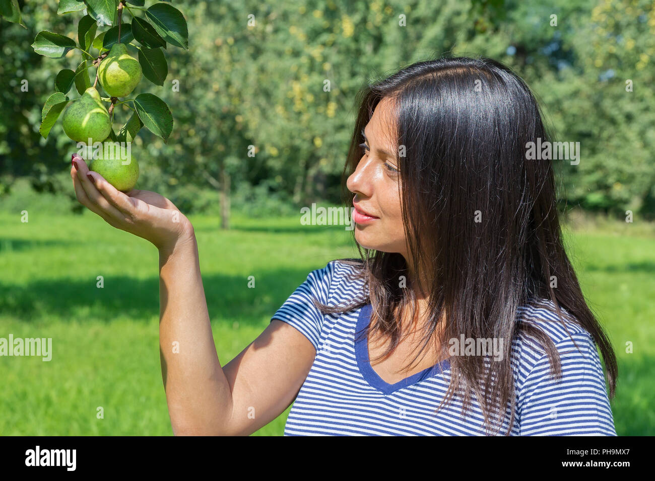 Woman Holding und Birnen im Orchard Stockfoto