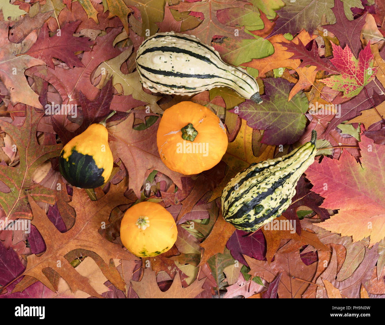 Echten Herbst Kürbis Dekorationen auf Blatt Hintergrund Stockfoto